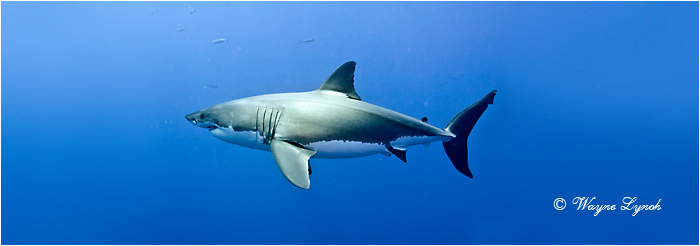 Great White Shark 123 by Dr. Wayne Lynch &nbsp;&copy;
